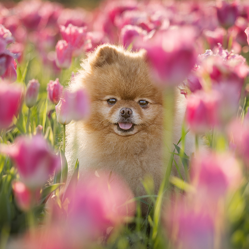 pomeranian in pink tulips niagara niagara dog photography in pink tulips